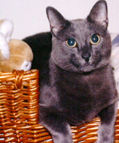 Picture of Howie, a flea-free cat!